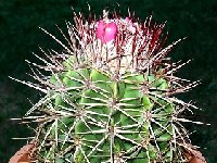 Melocactus macracanthos barbarae - AHB40 (Aruba) JB.JPG